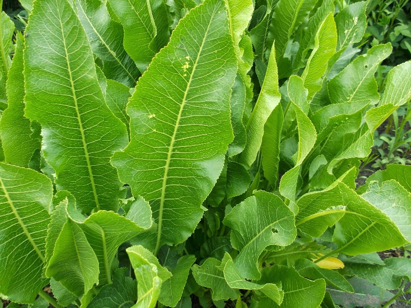 Лечебные свойства корня и листьев хрена