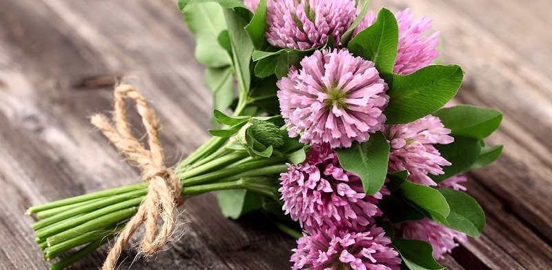 Описание полезных свойств клевера лугового