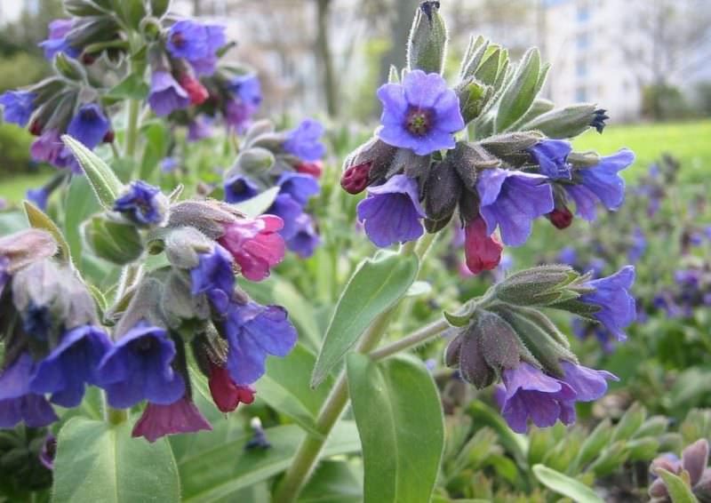 Рецепты с медуницей лекарственной