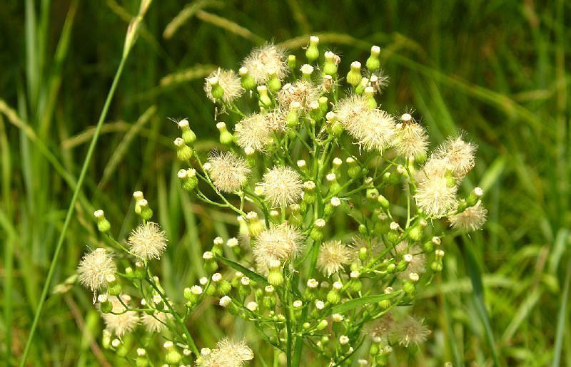 Растение мелколепестник канадский