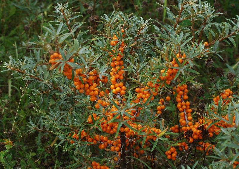 Чем опасна и как бороться с черной плесенью в доме