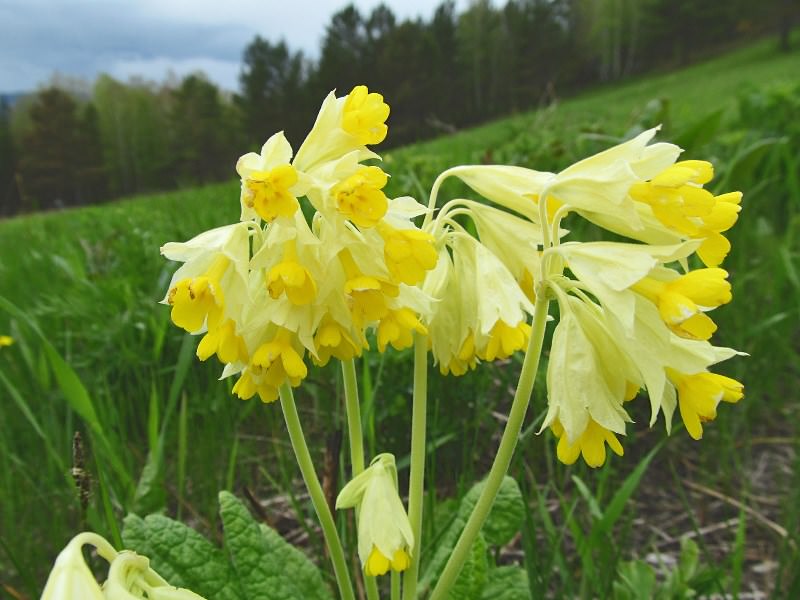 Полезные свойства первоцвета весеннего и его разновидности