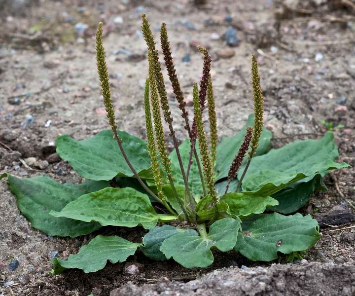 Трава подорожник большой: характеристика и сфера применения