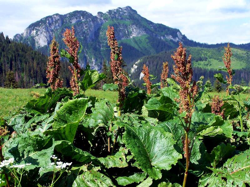 Лечебные свойства конского щавеля