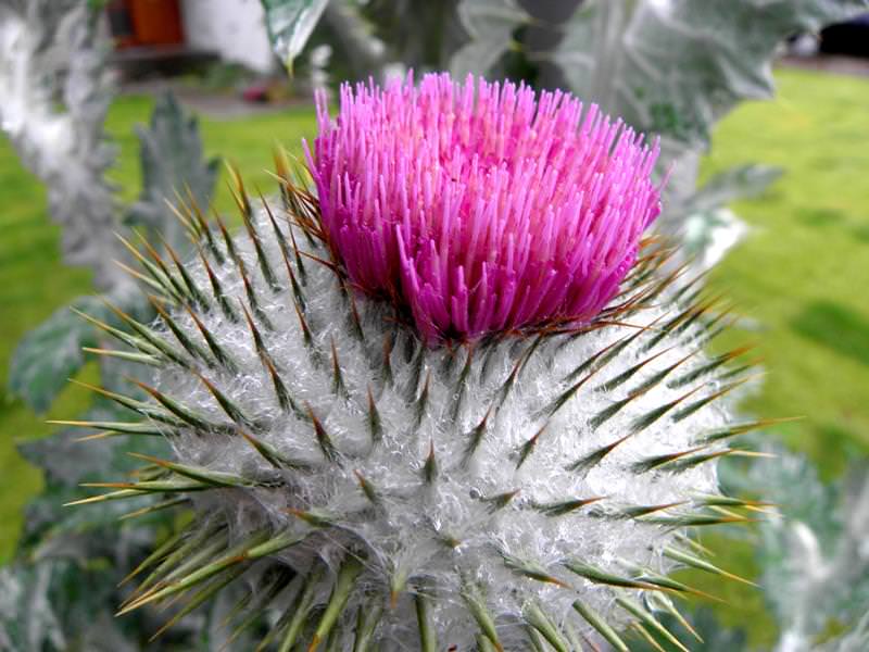 Когда будет полезен татарник?