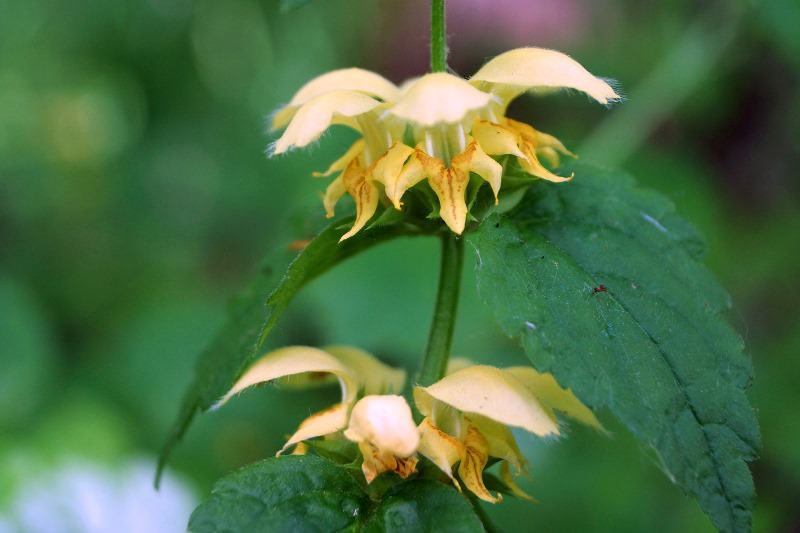 Как выбрать мазь для чистки обуви