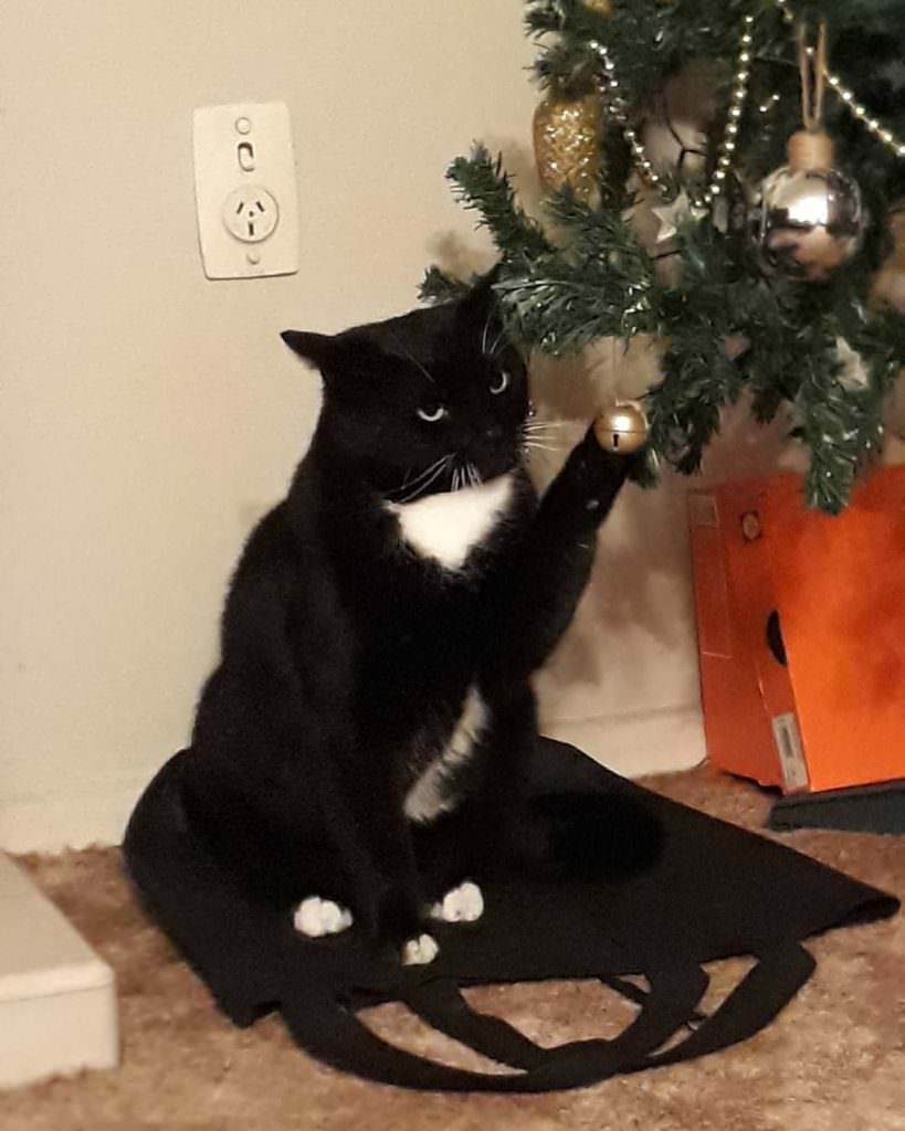 Коты против новогодней ёлки