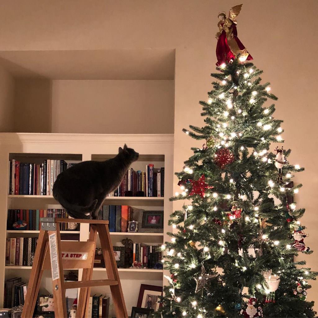 Коты против новогодней ёлки