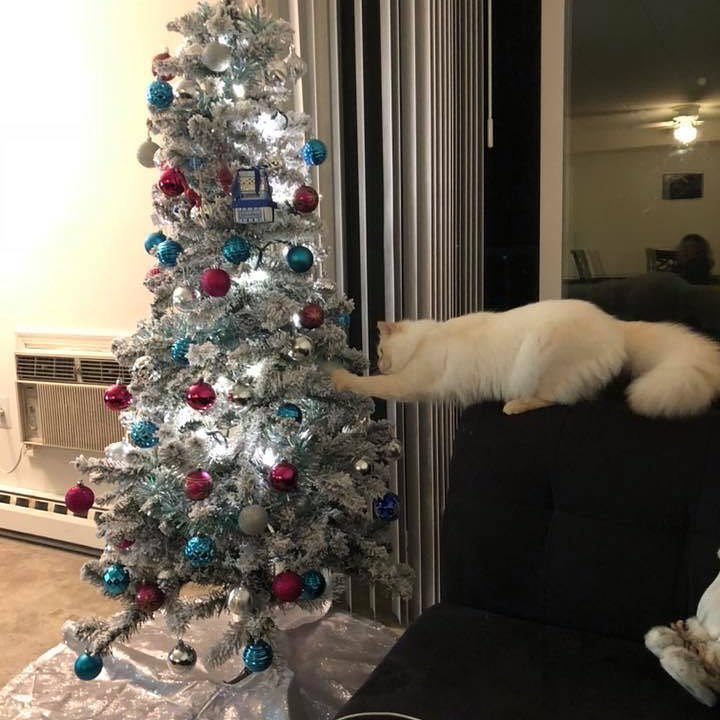 Коты против новогодней ёлки