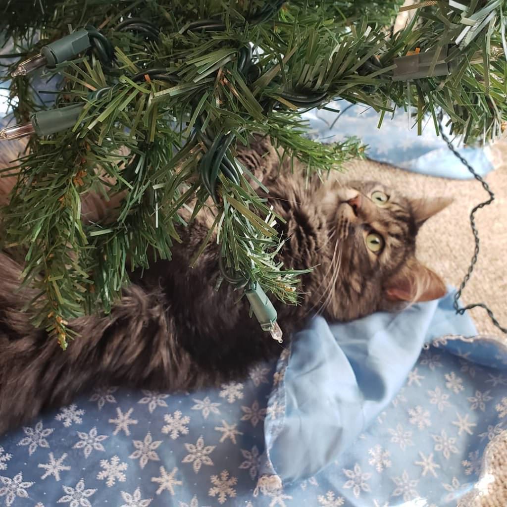 Коты против новогодней ёлки