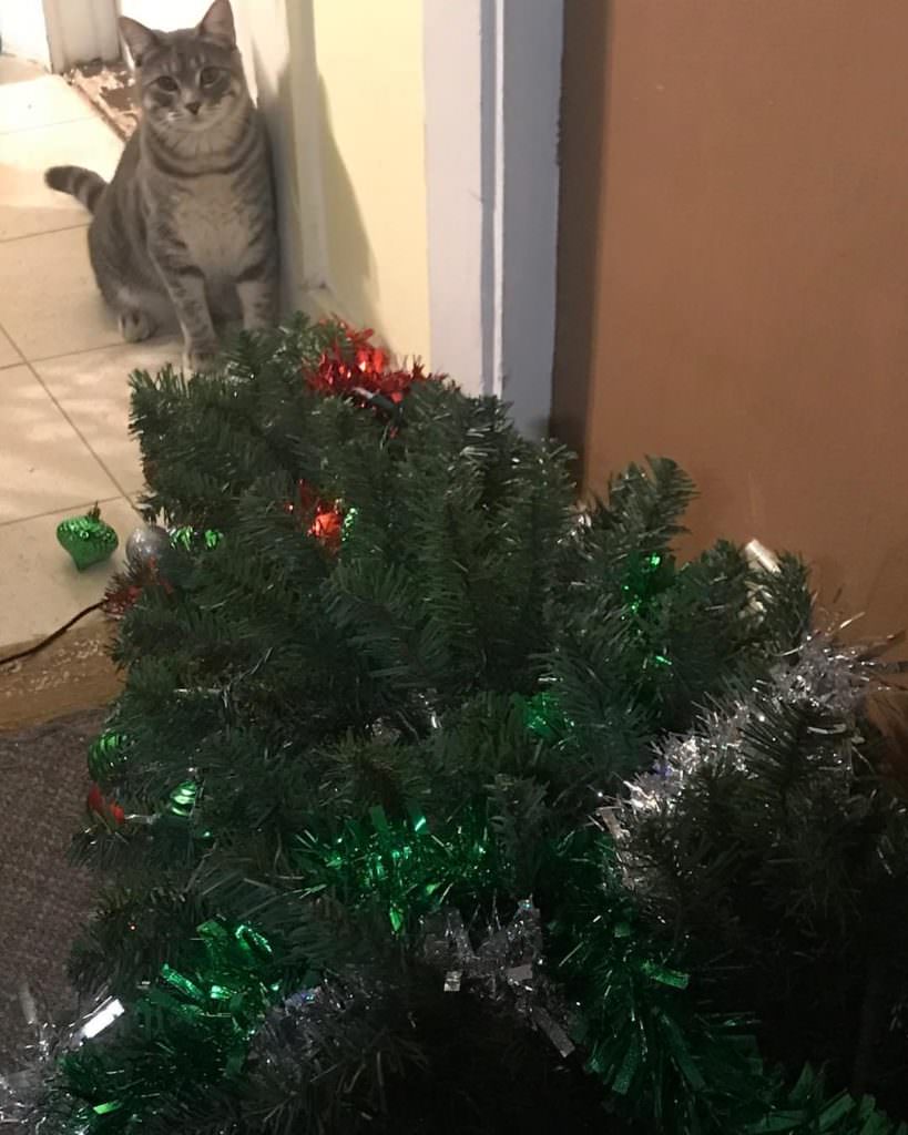 Коты против новогодней ёлки
