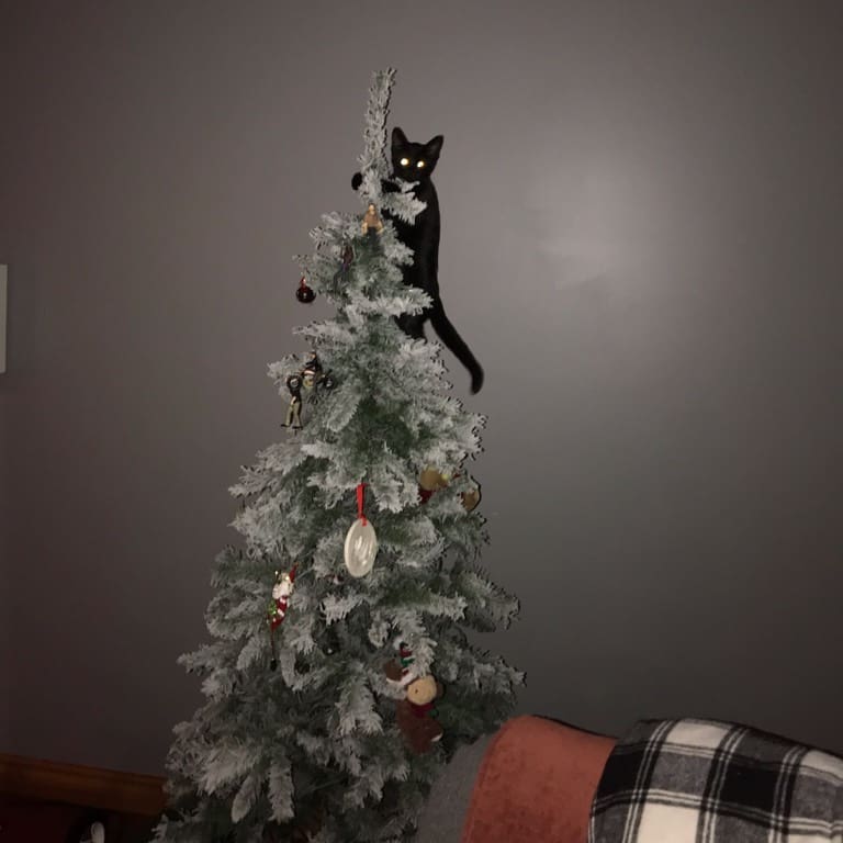 Коты против новогодней ёлки