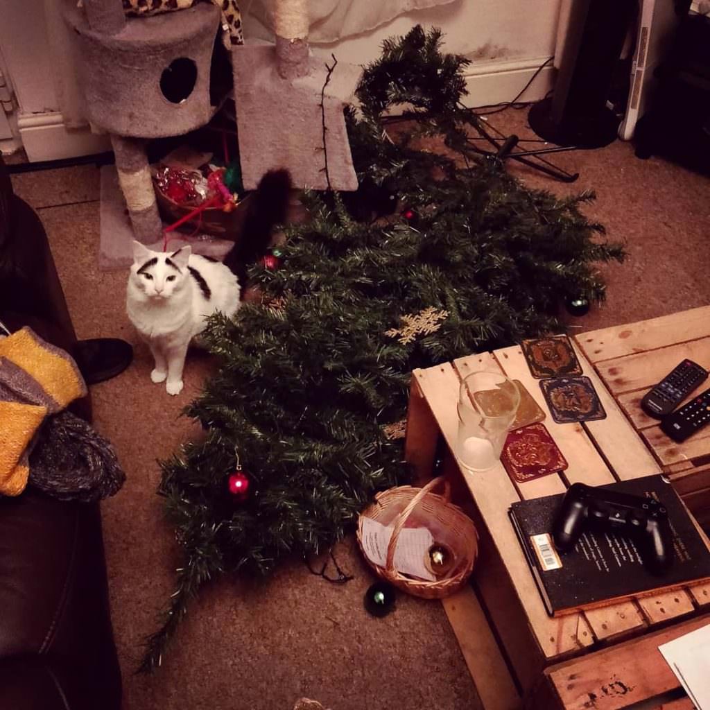 Коты против новогодней ёлки