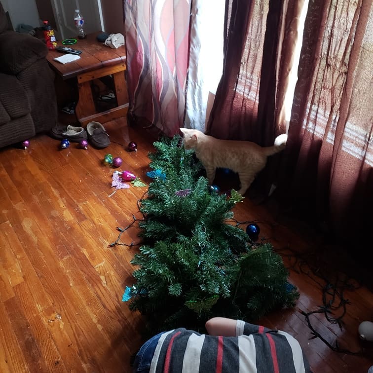 Коты против новогодней ёлки