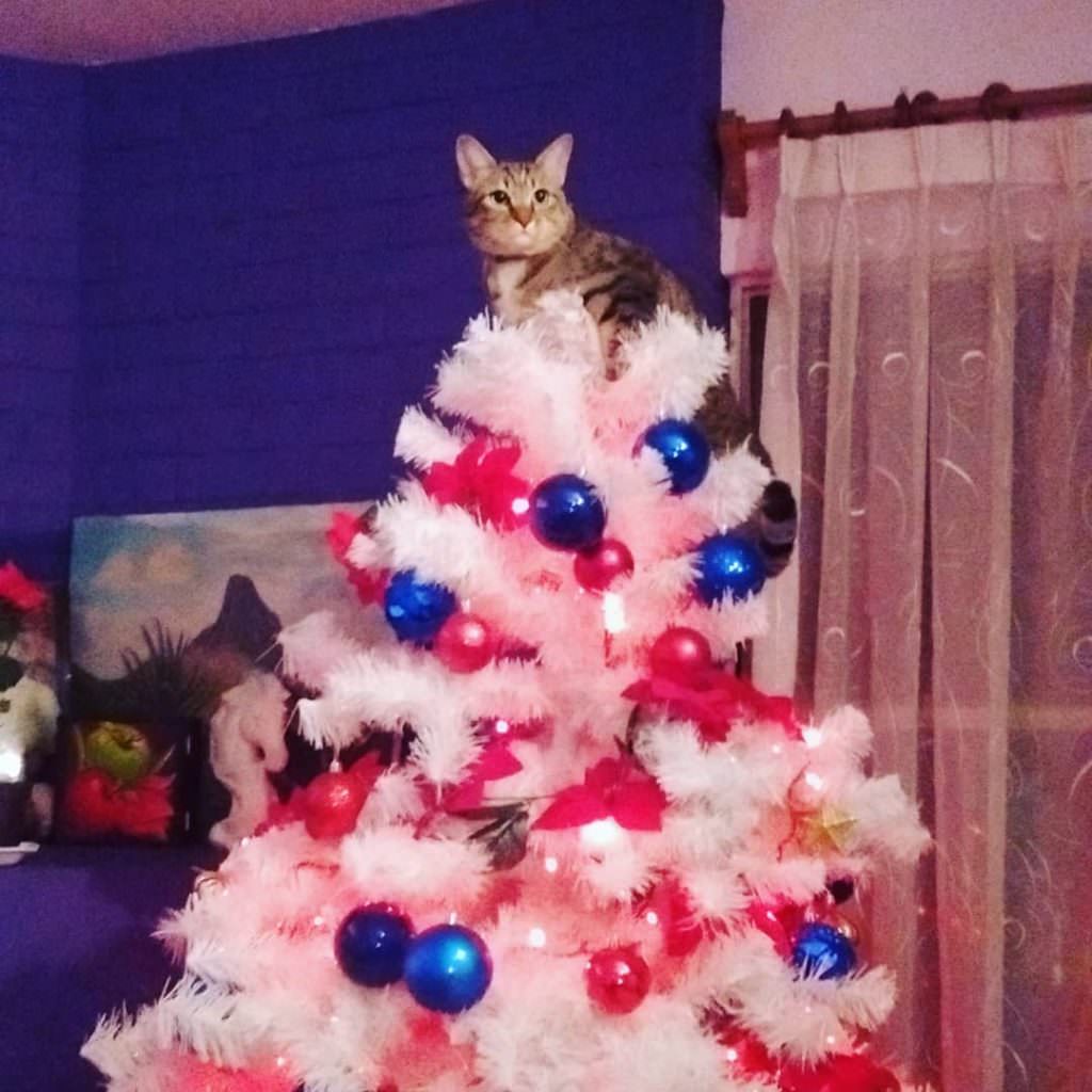 Коты против новогодней ёлки