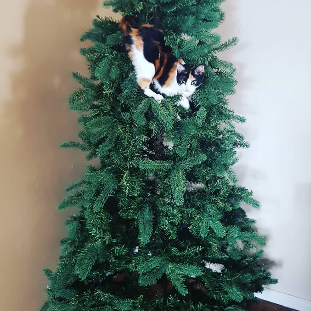 Коты против новогодней ёлки