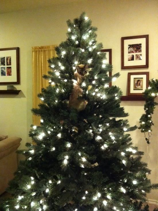 Коты против новогодней ёлки