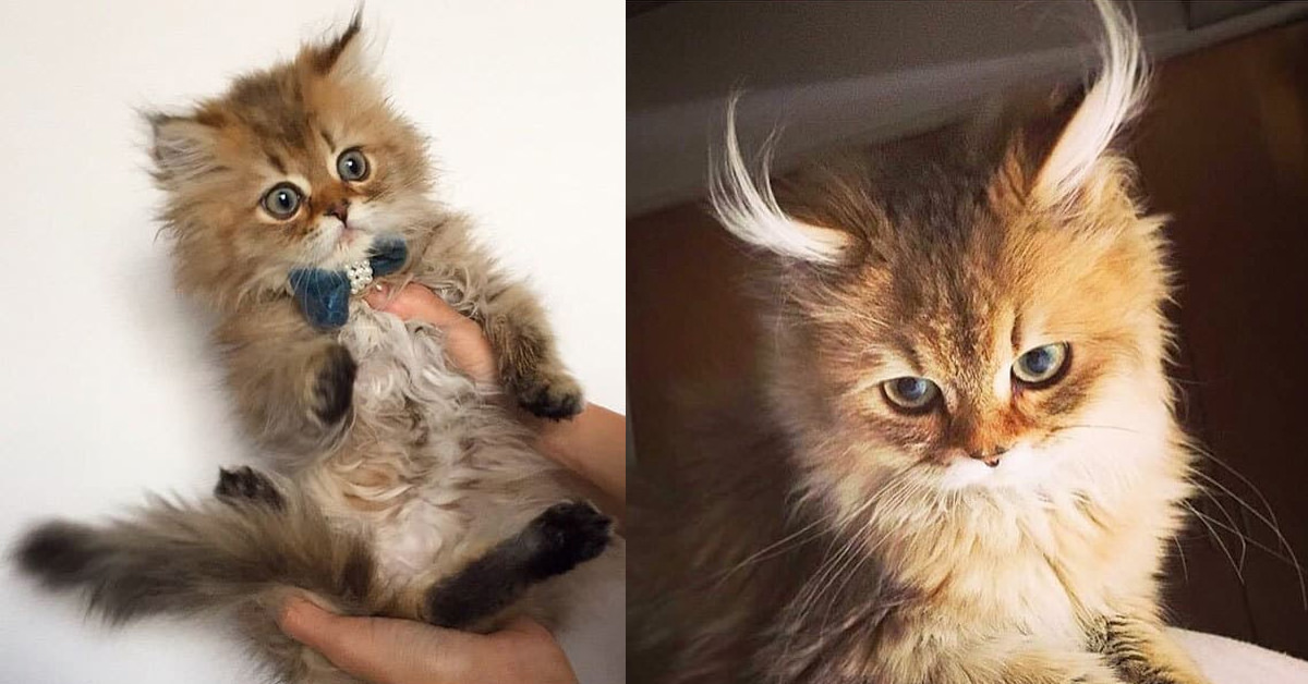 Тест: С каким животным вас можно сравнить?