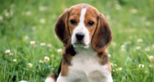 Тест: Угадайте клички животных