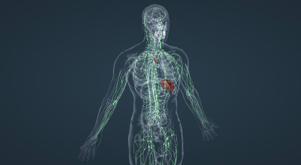 Тест: Вы знаете анатомию?