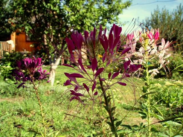 10 цветов, которые можно сеять под зиму семенами