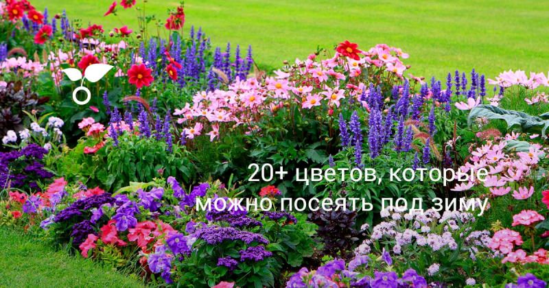 10 цветов, которые можно сеять под зиму семенами