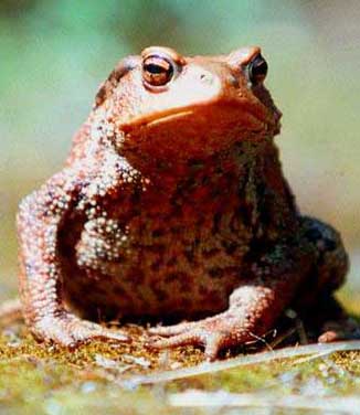 26 лунный день: характеристика двадцать шестых лунных суток