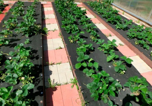 Агротехника выращивания клубники в открытом грунте