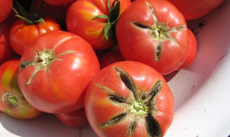 Актуальный вопрос: почему помидоры трескаются?