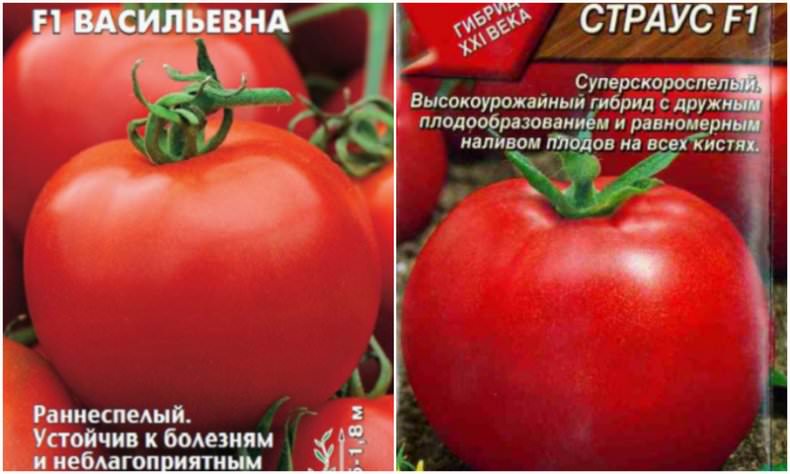 Актуальный вопрос: почему помидоры трескаются?