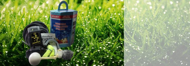 Аквадуся: особенности автоматической системы микрокапельного полива для теплиц