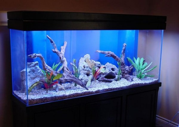 Аквариум по фен шуй в квартире — как усилить энергию воды в доме