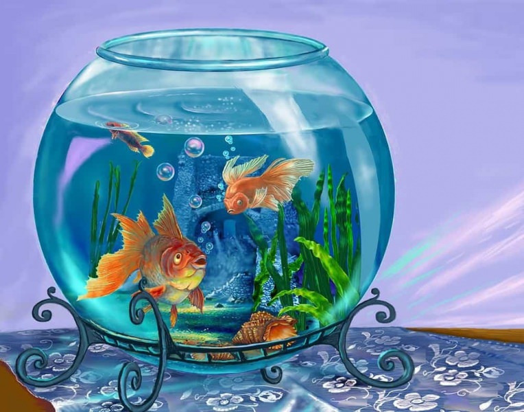 Аквариум по фен шуй в квартире — как усилить энергию воды в доме
