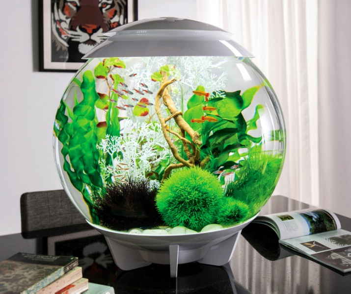 Аквариум по фен шуй в квартире — как усилить энергию воды в доме