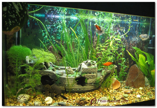 Аквариум по фен шуй в квартире — как усилить энергию воды в доме