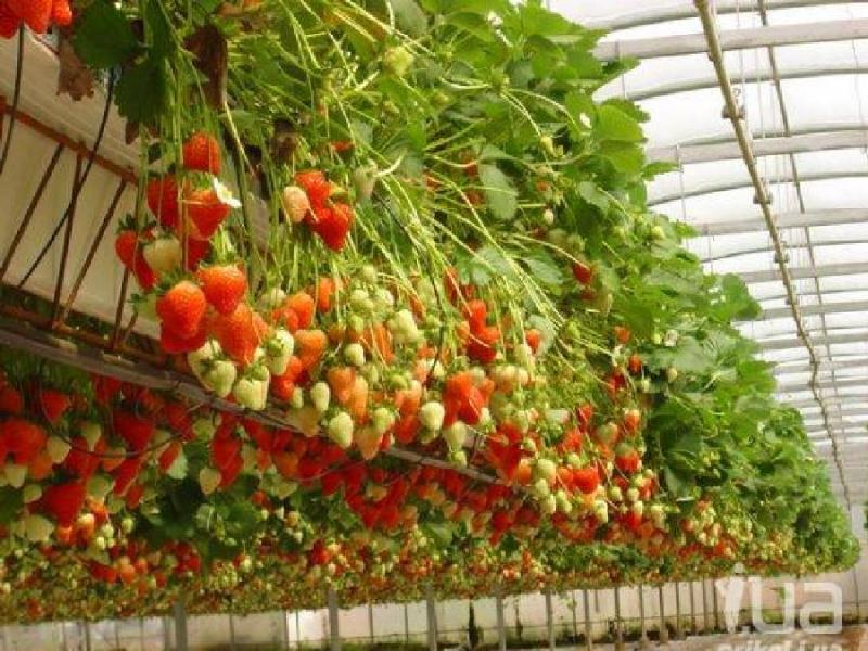 Ампельная клубника: посадка и уход