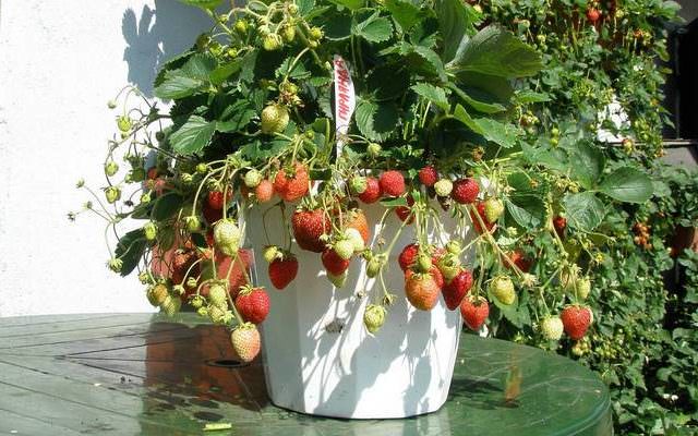 Ампельная клубника: посадка и уход