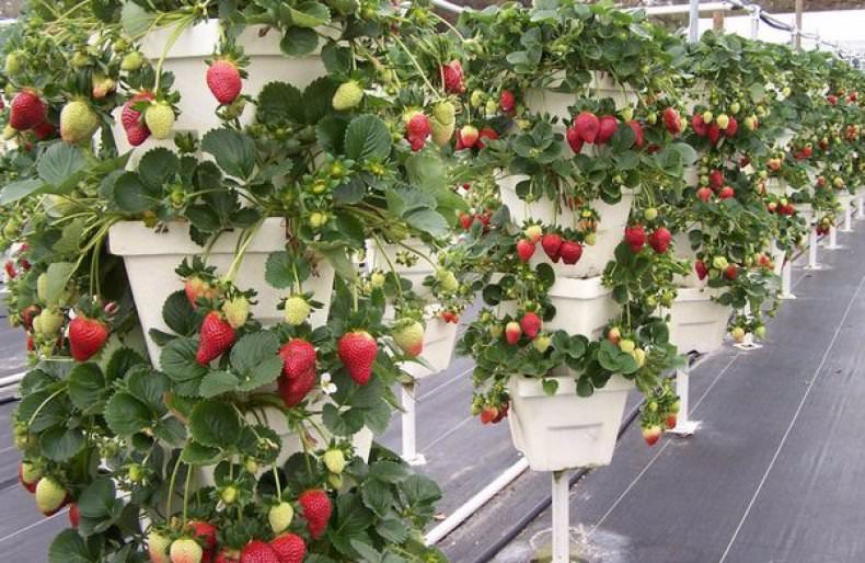 Ампельная клубника: посадка и уход