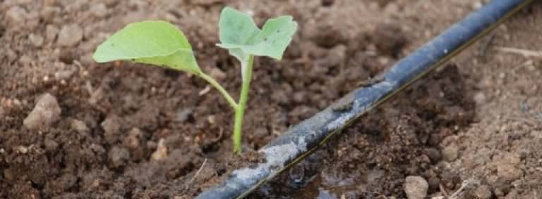 Автоматические системы полива: характеристика разновидностей и варианты самостоятельного изготовления