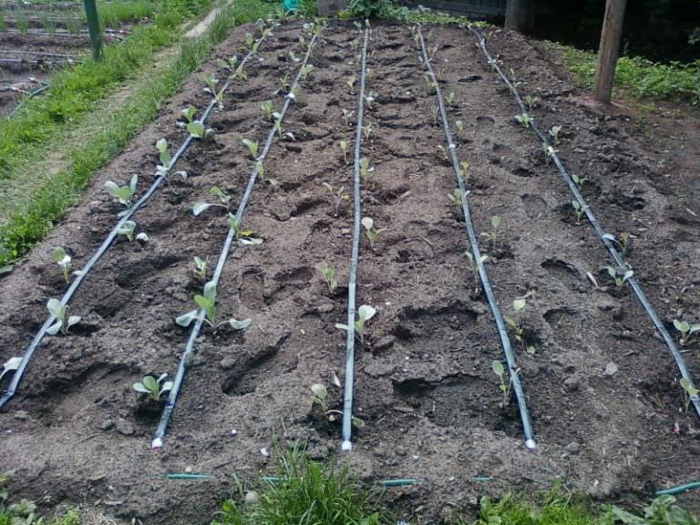 Автоматические системы полива: характеристика разновидностей и варианты самостоятельного изготовления