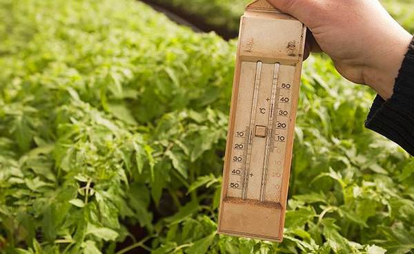 Автоматическое регулирование температуры в теплице: характеристика способов и правила эксплуатации