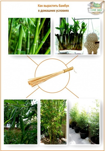 Бамбуковый веник для бани: плюсы и минусы азиатского новшества + некоторые массажные техники – всё о банях