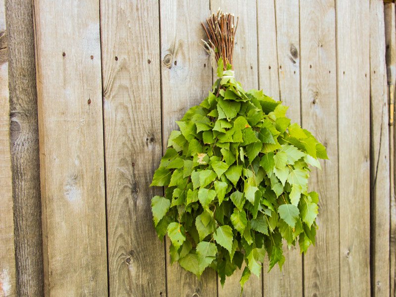 Банные веники: какие веники для бани бывают, особенности заготовки и хранения – всё о банях