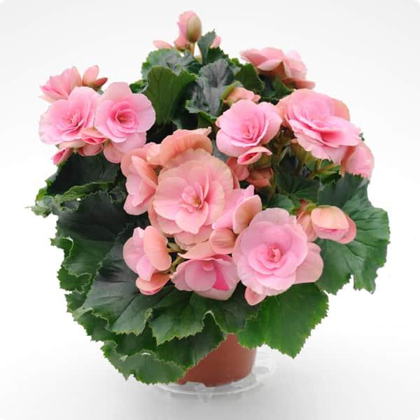 Бегония: приметы и суеверия про загадочное тропическое растение