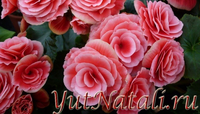 Бегония: приметы и суеверия про загадочное тропическое растение