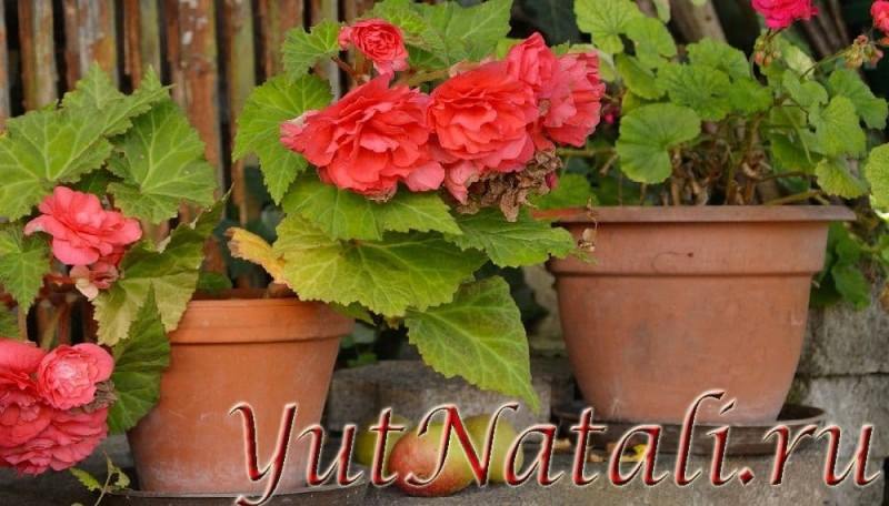 Бегония: приметы и суеверия про загадочное тропическое растение