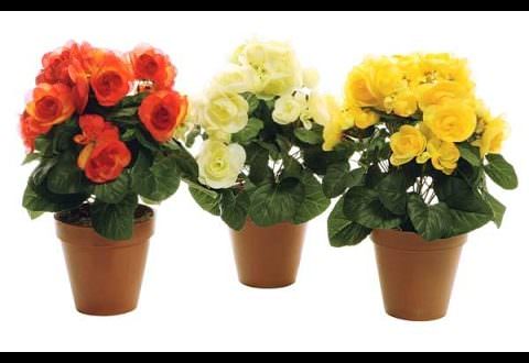 Бегония: приметы и суеверия про загадочное тропическое растение