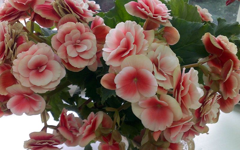 Бегония: приметы и суеверия про загадочное тропическое растение