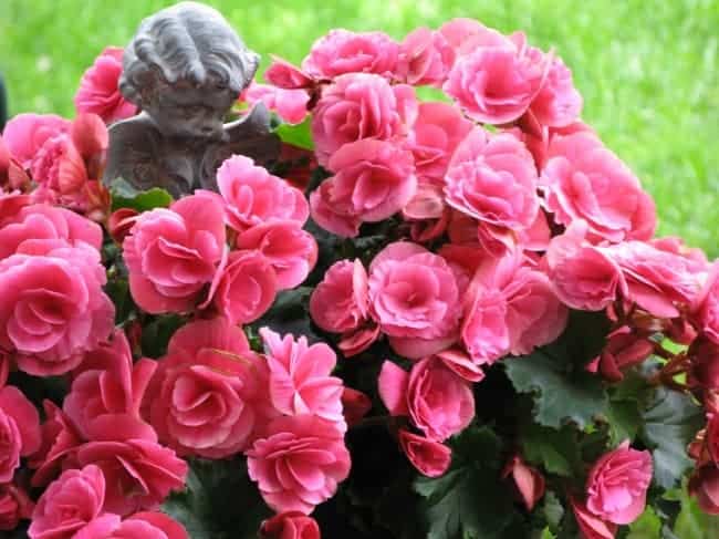 Бегония: приметы и суеверия про загадочное тропическое растение