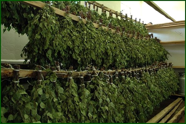 Березовый веник для бани – особенности и самостоятельная заготовка – всё о банях